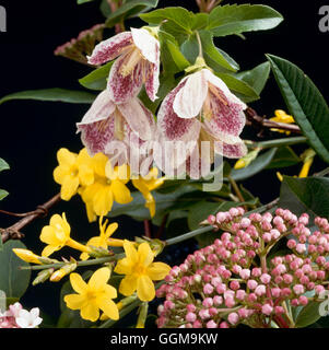 Winter Flowers - Clematis cirrhosa `Freckles' with Jasminum nudiflorum and Viburnum tinus `Eve Price'   WIN073225  Com Stock Photo